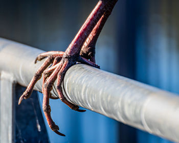 Close-up of rope tied on metal