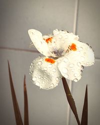 Close-up of raindrops on white flowering plant