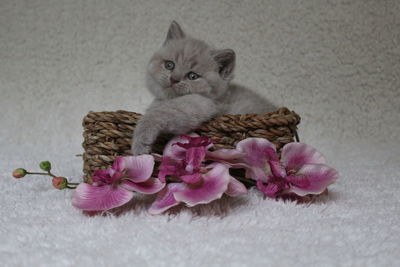 Close-up of kitten sitting by pink flowers