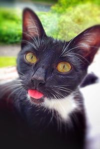 Close-up portrait of cat