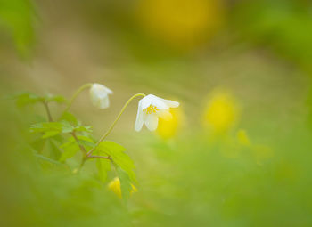 A beautiful white wood anemone growing in the spring forest.