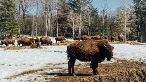 Buffalos in a field