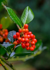 Close-up of red berries growing on plant