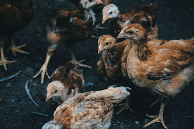 View of chickens on land