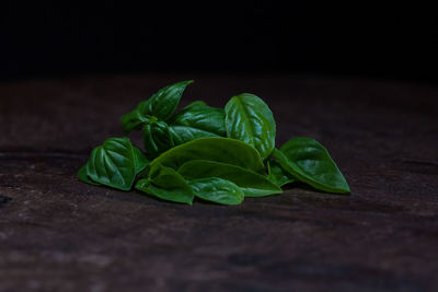 Close-up of green leaf on black background