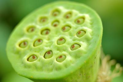 Close-up of green slice