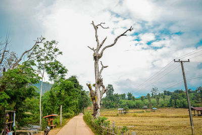 Panoramic view of road amidst trees and plants against sky