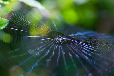 Close-up of spider web