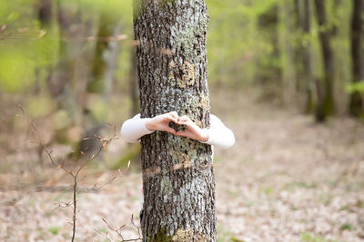 Close-up of tree trunk