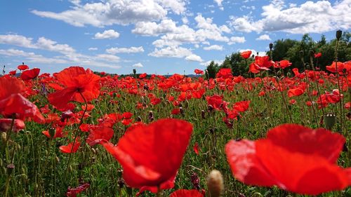 Red poppy flowers on field against sky