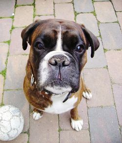 High angle portrait of dog on footpath