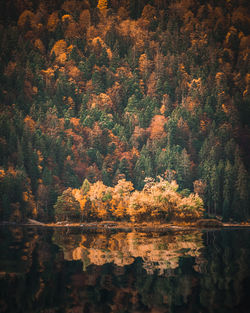 Trees by lake in forest during autumn