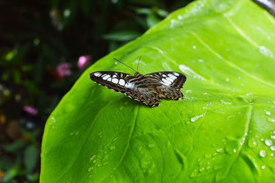 Close-up of butterfly on leaf