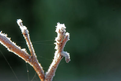 Close-up of frozen cherry blossom in winter