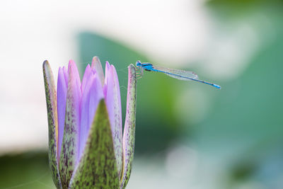 Close-up of damselfly pollinating on purple flower