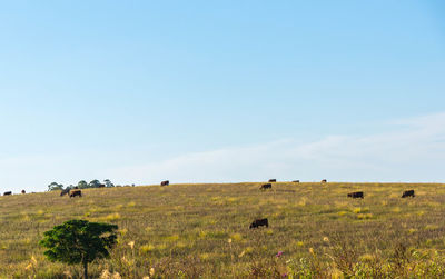 Sheep grazing in a field