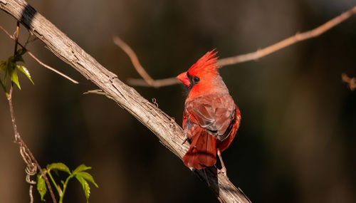 Close-up of bird perching on branch