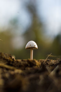 Close-up of mushroom growing on field