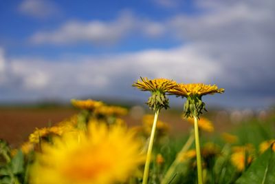 Close-up of yellow flowering plant on field