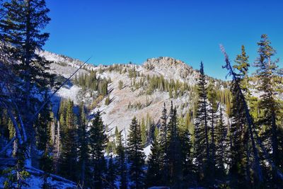 White pine lake trail salt lake valley in little cottonwood canyon, wasatch rocky mountain utah