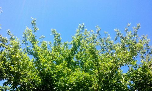 Plants growing in forest against clear blue sky