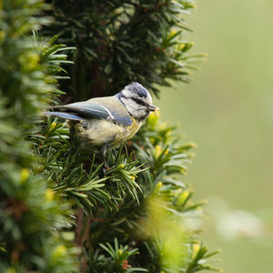 Close-up of a blue tit perching on pine tree