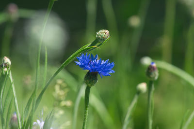 Close-up of insect on purple flowering plant