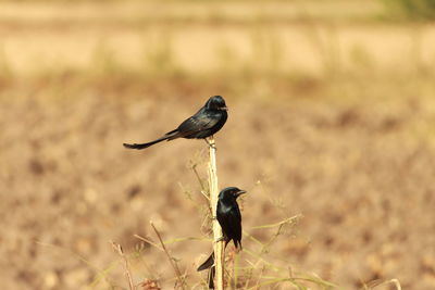 Bird perching on a field