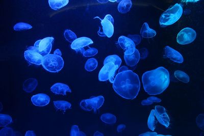 Blue small jellyfish or medusa of bright colorful from the lights of blacklight lamp.