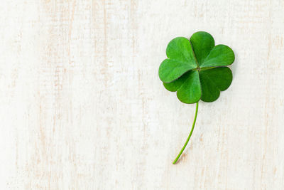 High angle view of green leaves on table