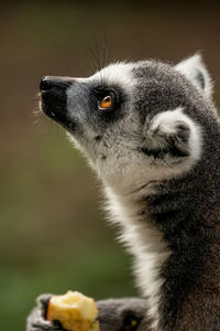 Close-up portrait of a cat