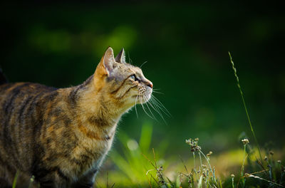 Close-up of tabby cat looking away while standing on grassy field