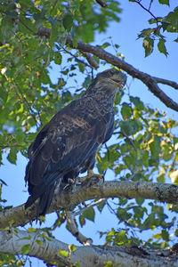 Large sea eagle perched in a birch tree in maine.