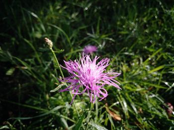 Close-up of pink flowering plant on field