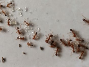 High angle view of ants on floor