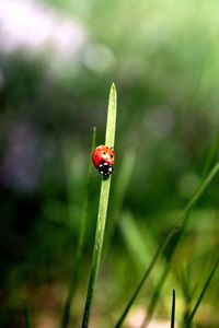 Close-up of ladybug on plant