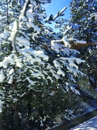 Low angle view of frozen plants during winter