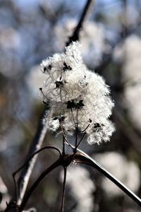 Close-up of white flowering plant