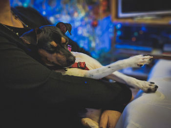 High angle view of dog resting at the table