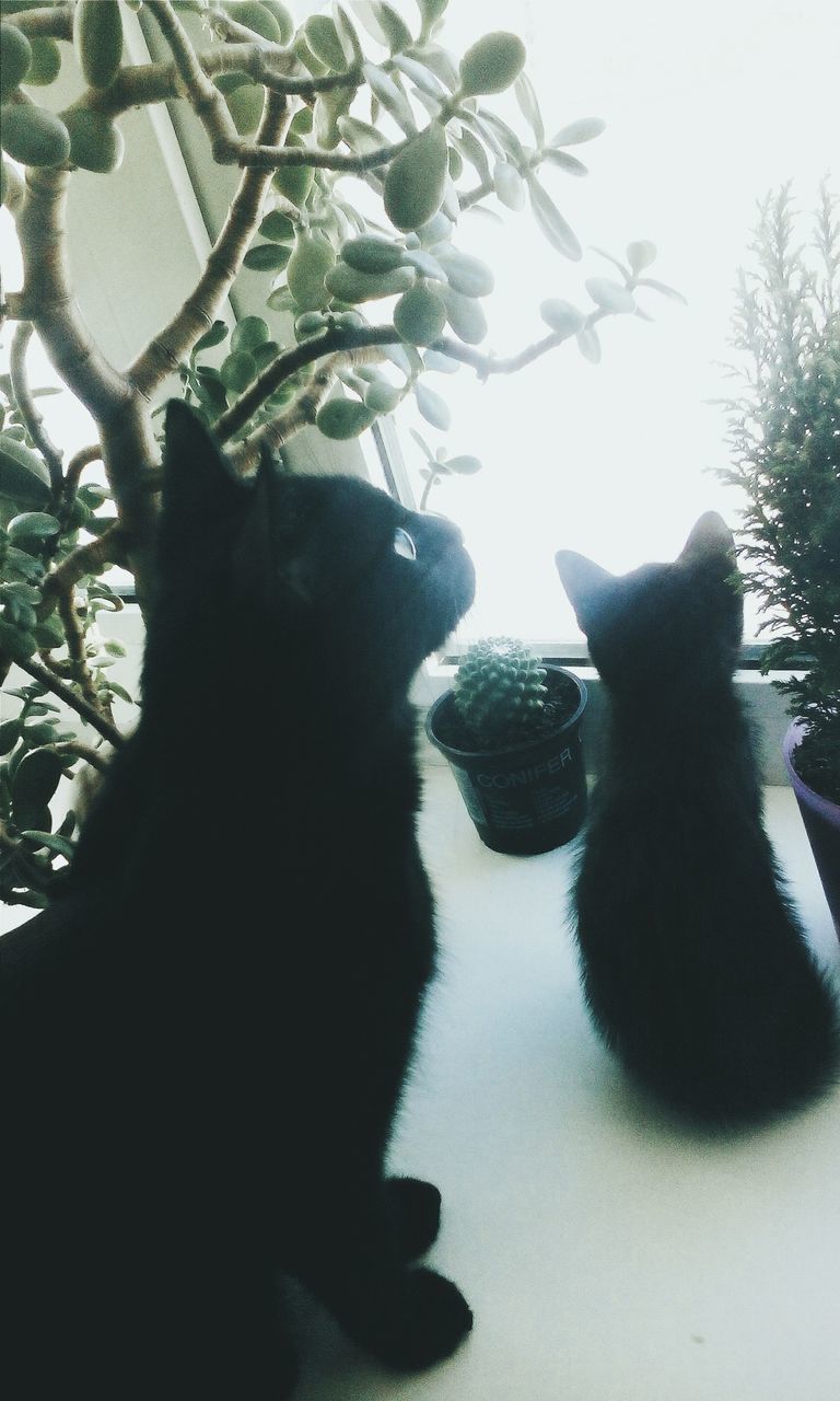 animal themes, one animal, pets, mammal, tree, domestic animals, domestic cat, cat, headshot, silhouette, day, clear sky, sitting, sunlight, close-up, branch, black color, wildlife