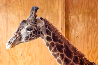 Close-up of giraffe by wall at zoo