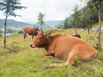 Side view of cow standing on field