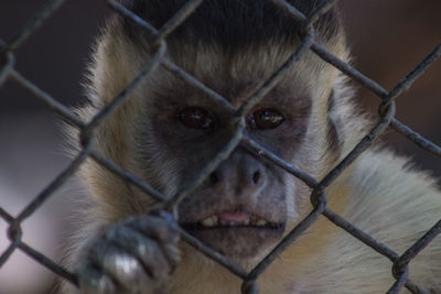 Close-up portrait of monkey in cage