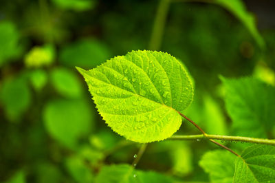 Close-up of green leaves