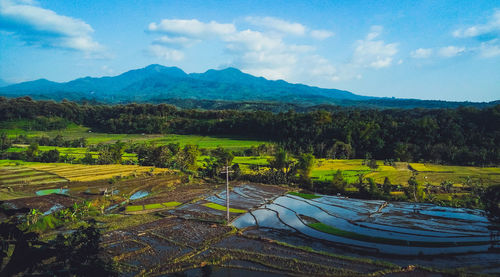 Scenic view of agricultural field against sky