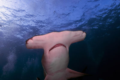 A great hammerhead - sphyrna mokarran - in bimini, bahamas