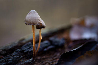 Close-up of mushroom growing on land