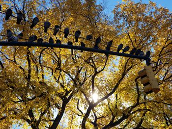 Low angle view of flowering trees against sky during autumn