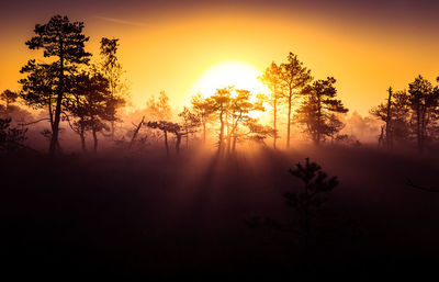 A beautiful, colorful morning landscape of a sunrise over the swamp