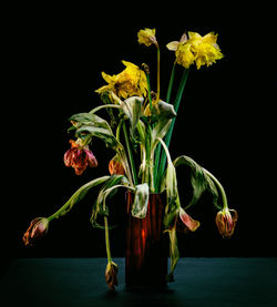 Close-up of wilted flower in vase on table against black background